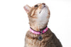 Fat Cat Collar