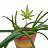 Pot 4 UR Pot Stained Glass Plant Stake